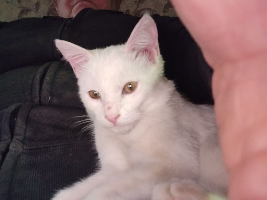 Продается белый котёнок!
