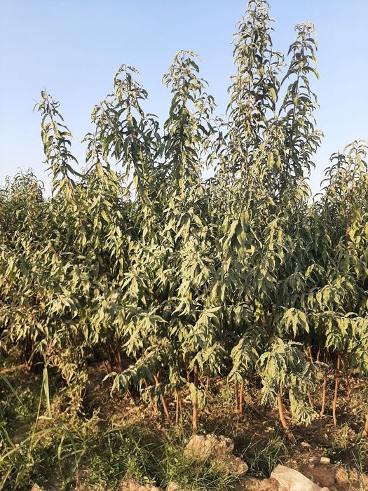 Дарахт кучатлари Сертификатланган, Карантиндан утган