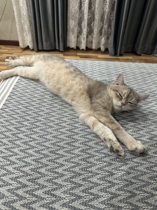 Кот, британская шиншилла