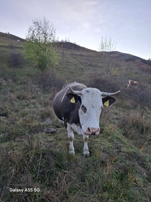 Vaca de vinzare bună