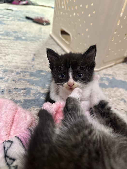 Котята бесплатно