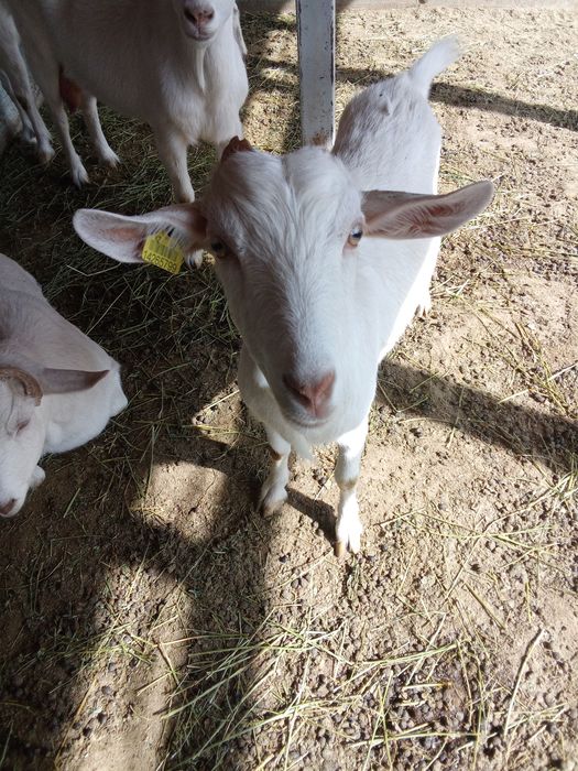 Зааненская коза первородка