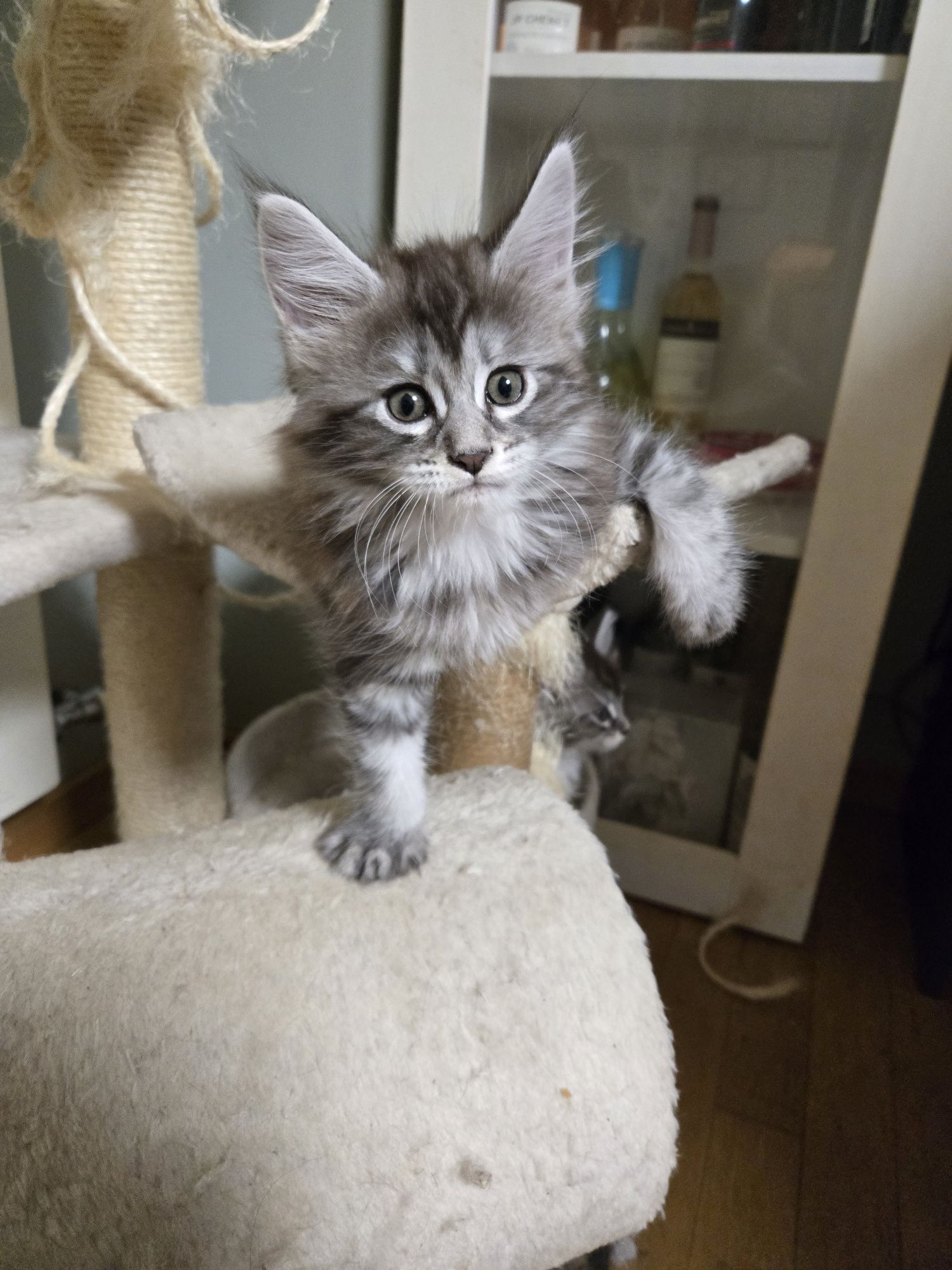 Мейн куун, Мейн кун, Maine Coon