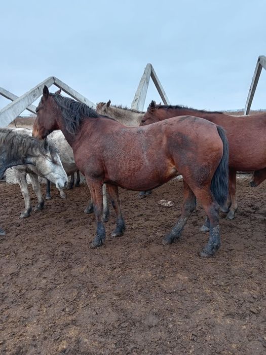 Продам кобылу яловую 7 лет