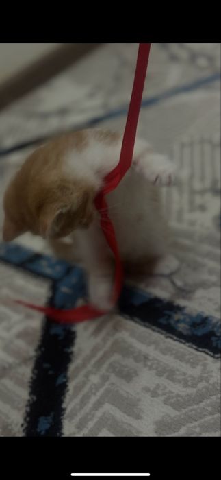 Угил бола 2ойлик