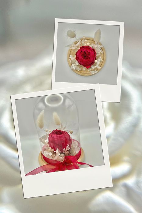 Bujor criogenat in cupola