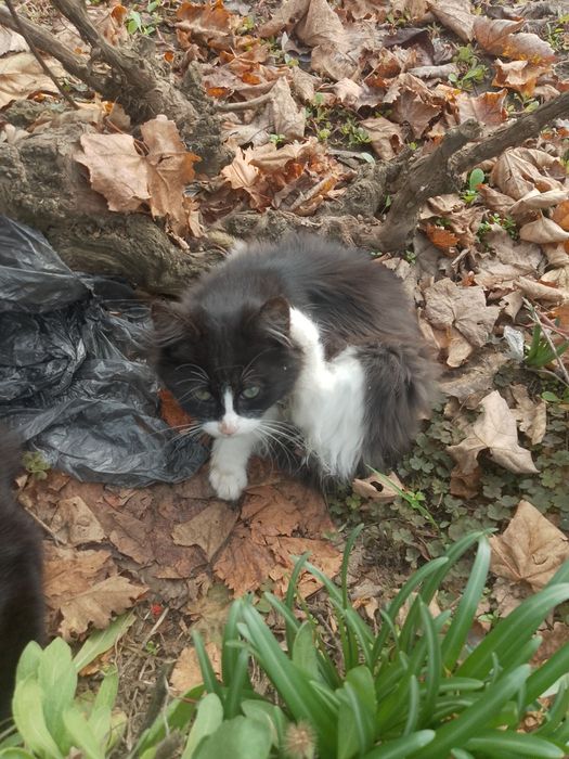 Подарявам котета