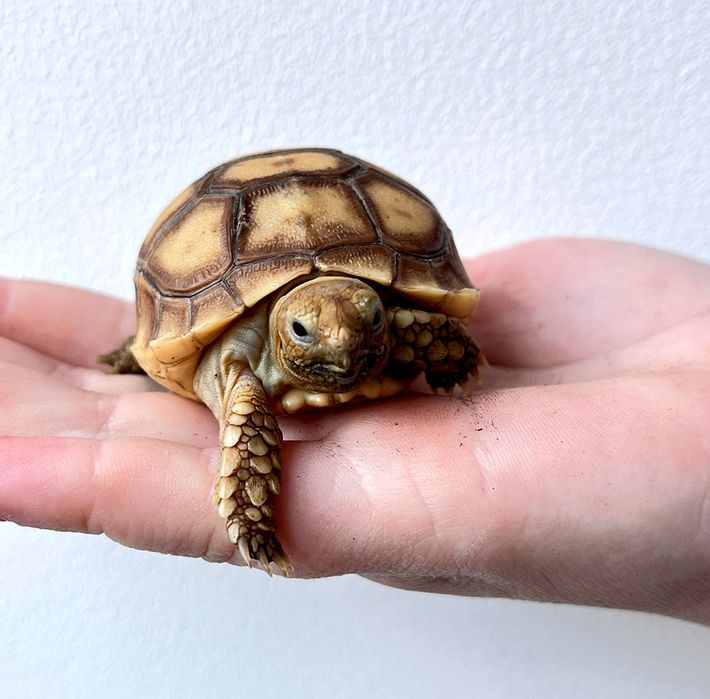 черепаха шпороносная (малыш)