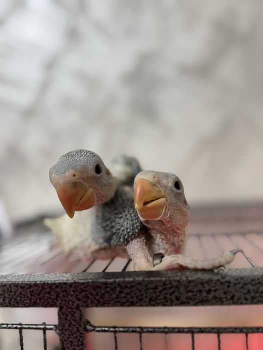 Papagali Marele Alexandru Preche