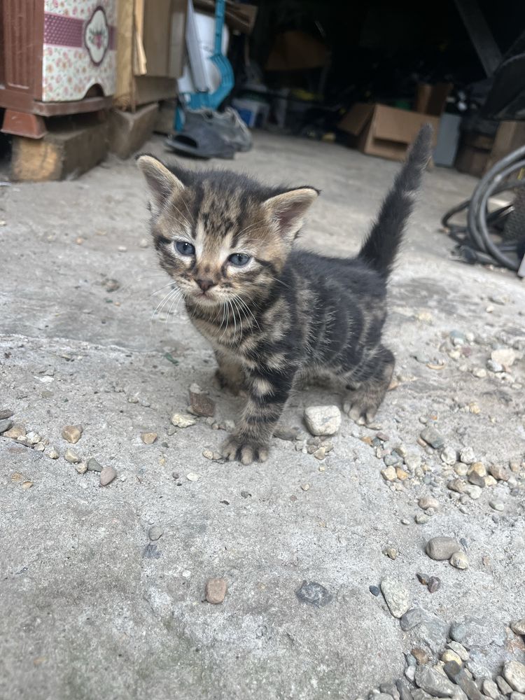 Подарявам котета