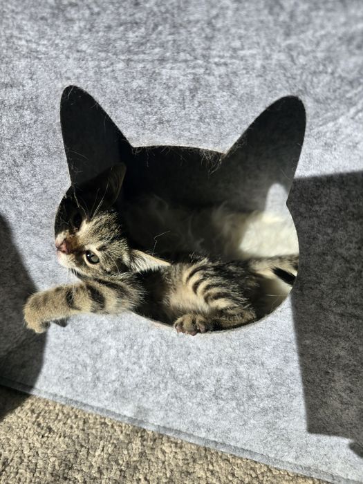 Подарява се мъжко коте / Коте търси дом