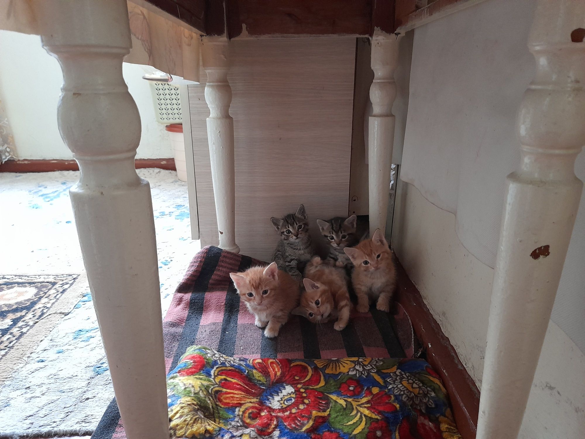 Котята 1.5 месяца