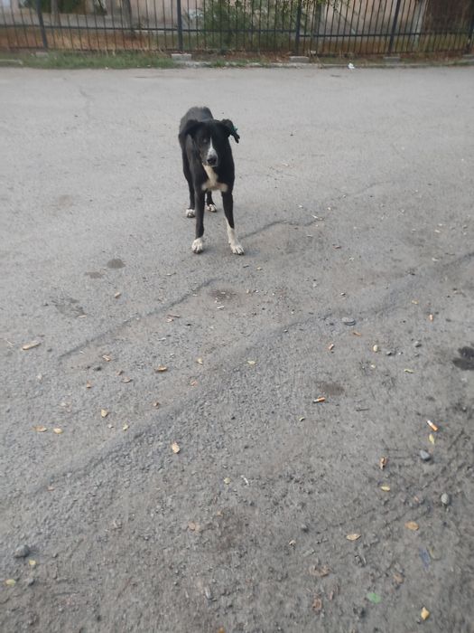 Примем в дар для Бомбы