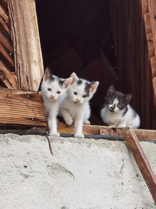Pisici Mici si Draguti Baiat si Fata pentru Adoptie Donat Alb si Negru