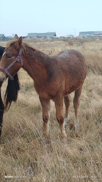 Сарыколь сило кры