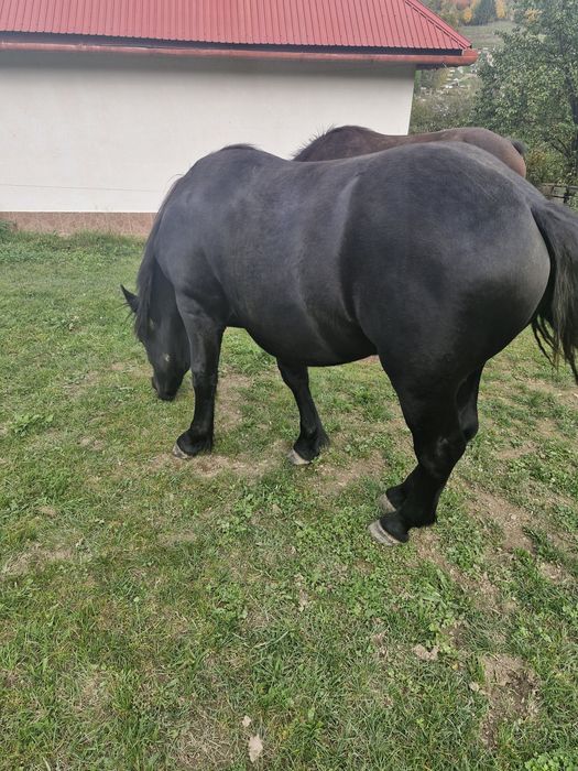 Manz de un an de vânzare