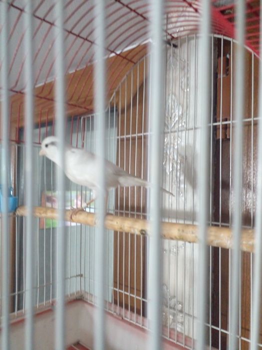 Канарейка Нар трайник сотилади