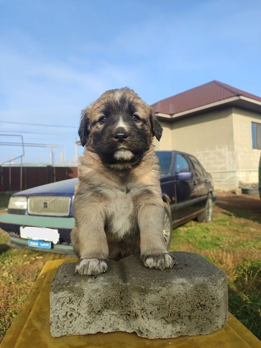 Отдам щенков в хорошие руки