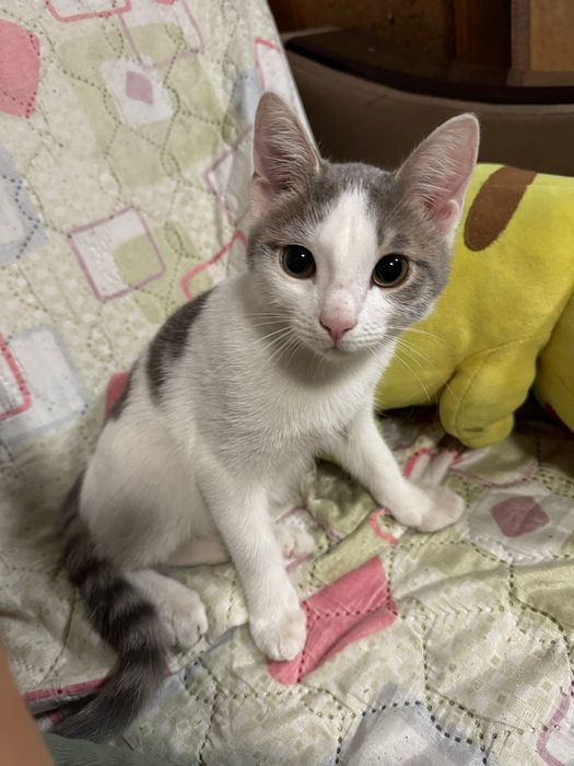 Котенок крыселов