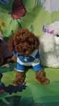 Пудел той/Toy poodle/Pedigree