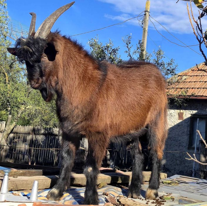 Vand tap francez alpin