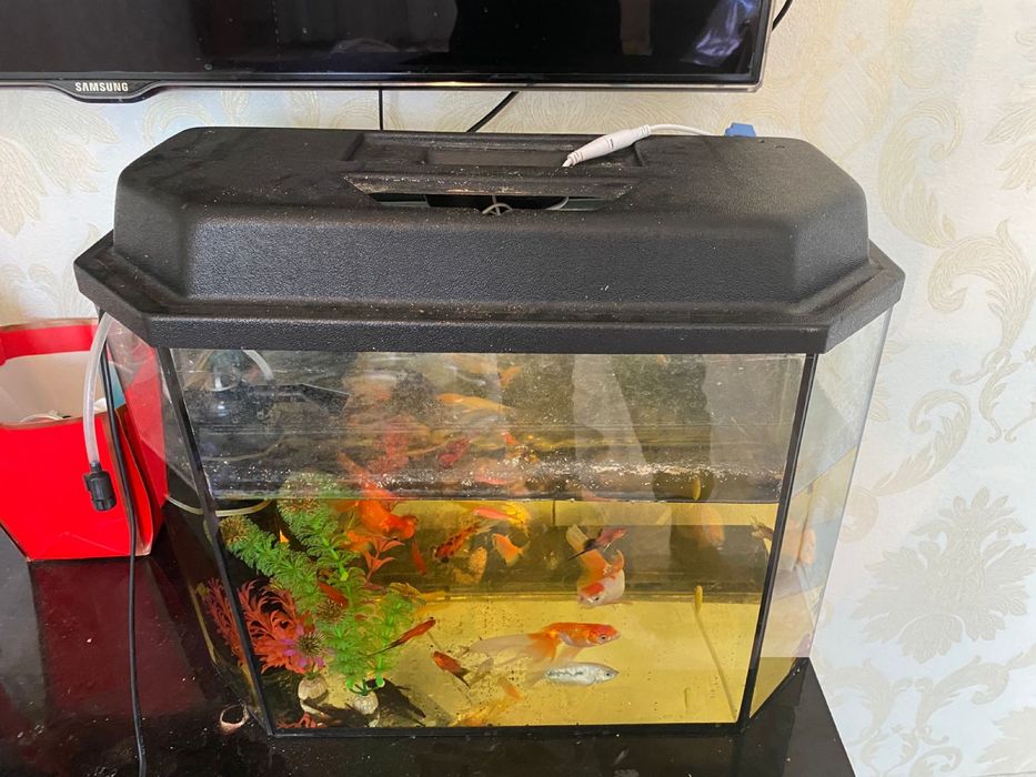 аквариум сатылады. 30-40 мынга сатылады