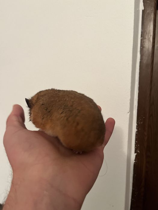 Dispobibil hamsteri mari si mici