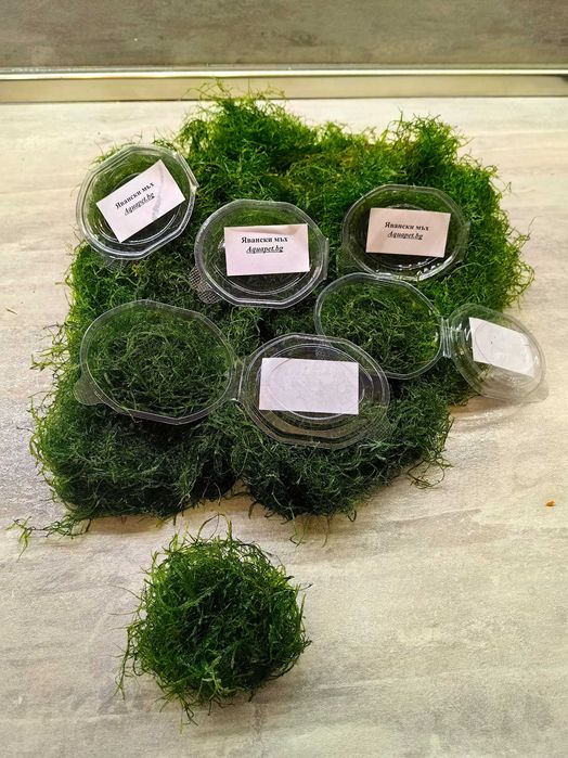 Явански мъх - Java Moss