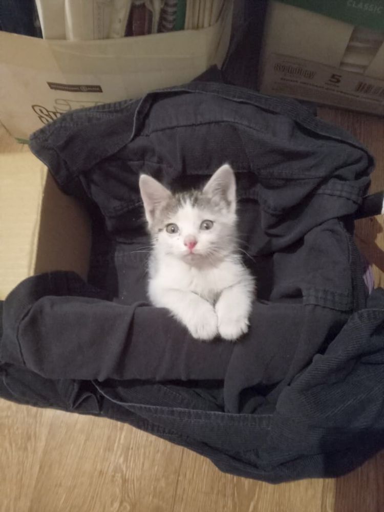 Милый котенок ищет дом