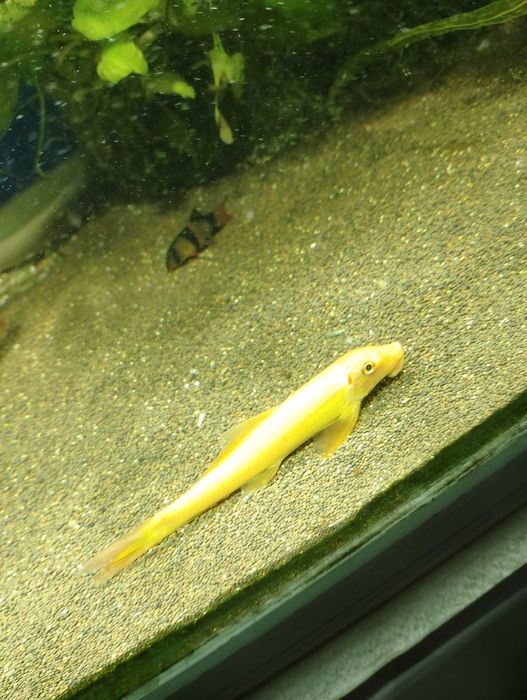 Продам рыбку Геринохелйус китайский