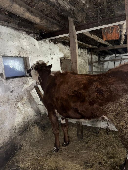 Продаю телку жирную