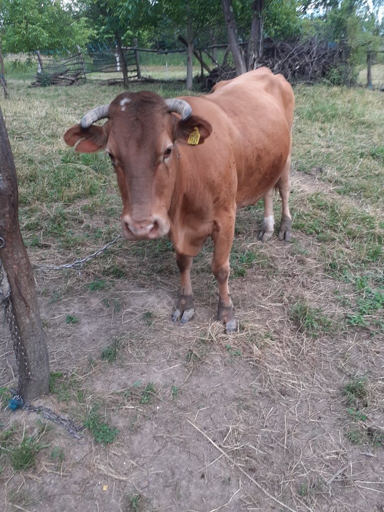 Vând vaca cu lapte