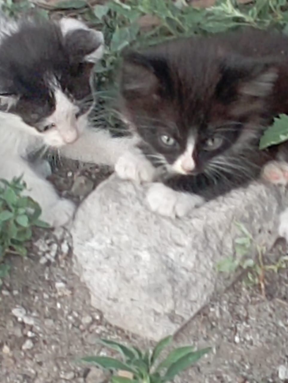 4 месяц. Котята.