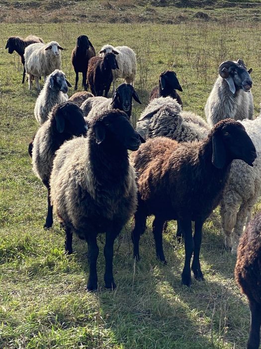 Vând 10-15 oi la alegere