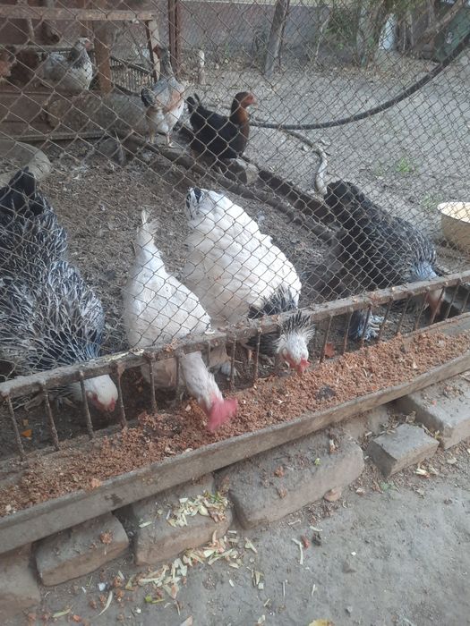 Товуклар сотилади