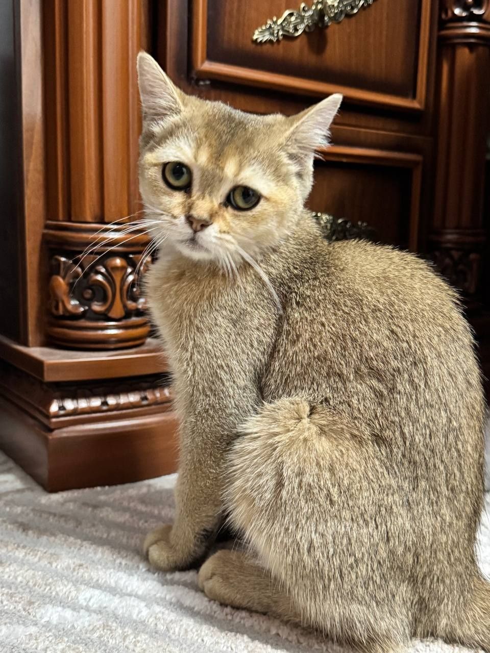 Кошка британский шиншыл