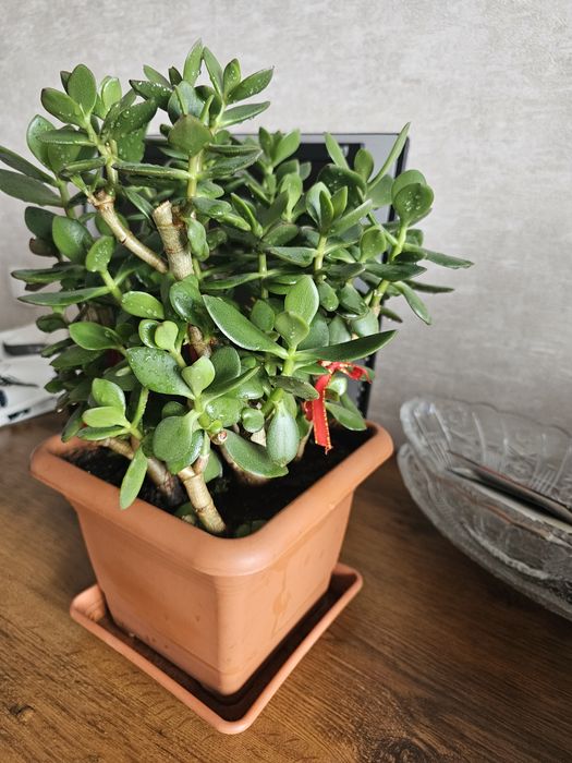 Продам толстянку овальную