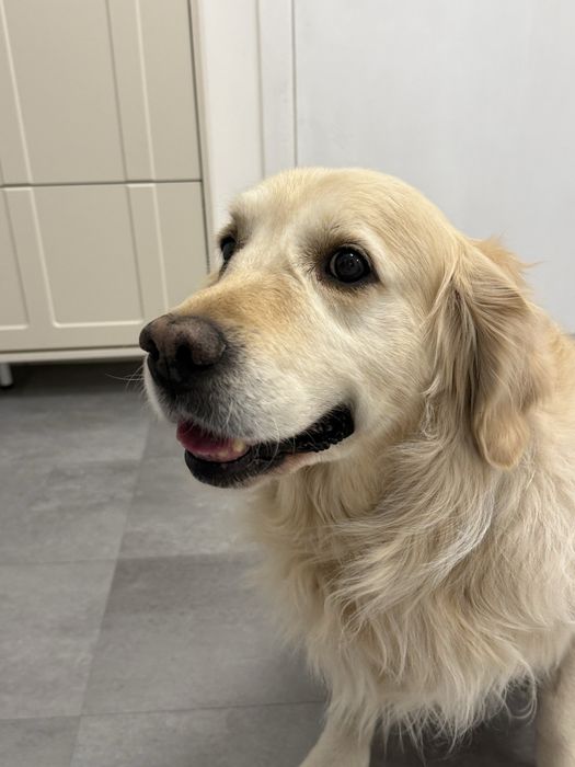 Отдам золотистого ретривера