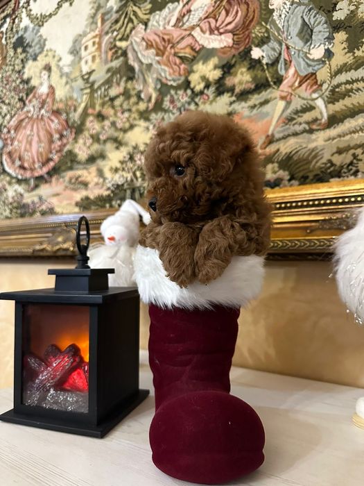 Mascul pudel talie toy,culoare Red Brown