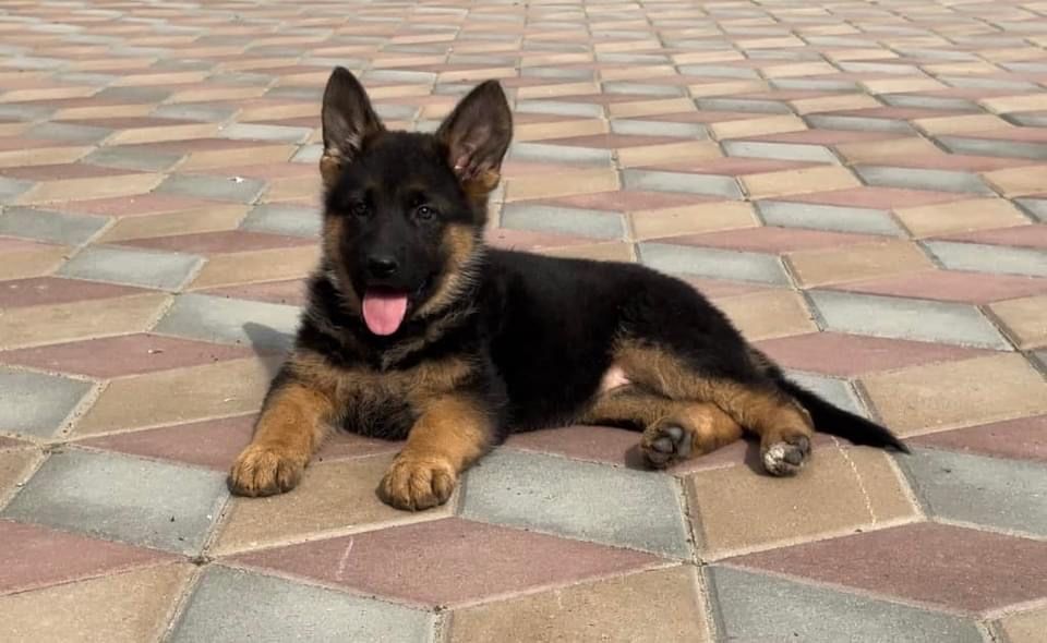 Pui ciobanesc german par scurt cu pedigree