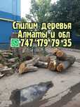 Спил деревьев Алматы. Спилим деревья. Пилим