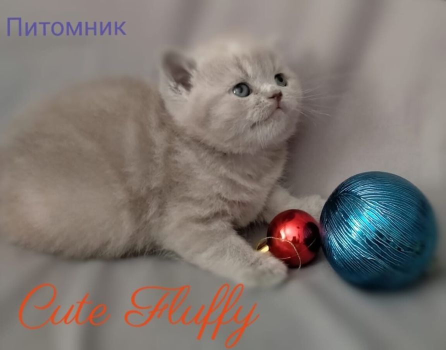 Чистокровые британские котята, от клубных родителей