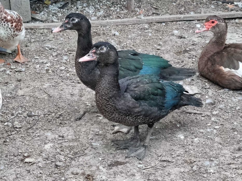 Rate si ratoi lesesti talie mare (linie de expozitie)