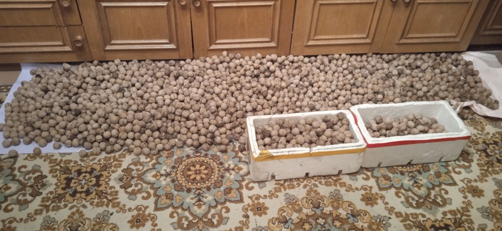 Продам грецкие орехи.