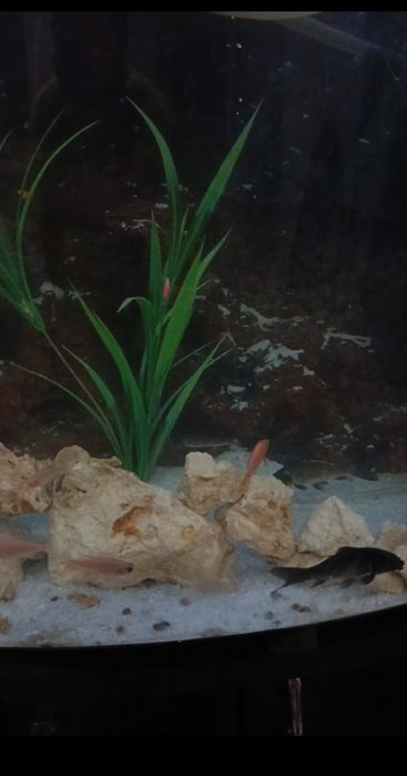 500litrli Akvariumi sotiladi (suv tepasigacha tolmidi)
ORGSTEKLO qalin