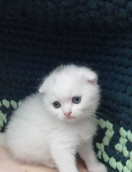 SKOTISH FOLD CHOKO скотиш фолд beztrorga narxi bulishi