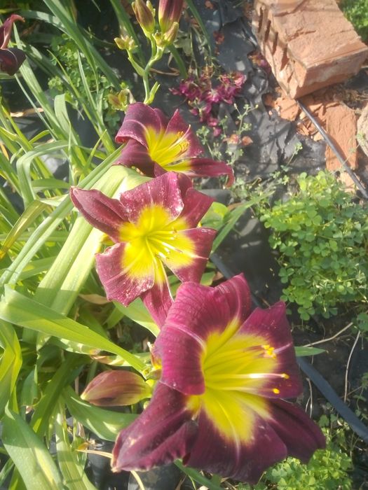 Продаю лилейники дёшево