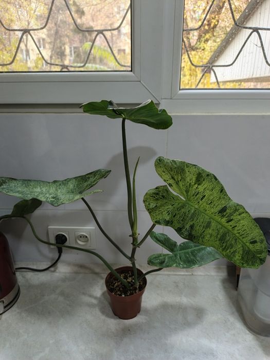 Филодендрон Бурле Макс