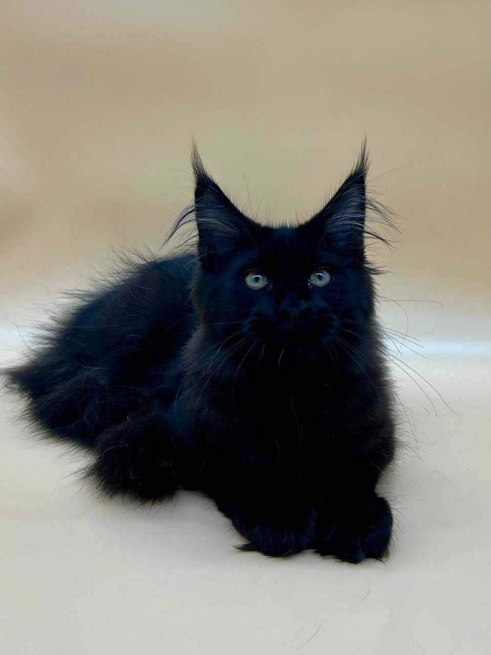 Pui de Pisica Maine Coon Masculin cu pedigree (WCF AUTORIZATA)