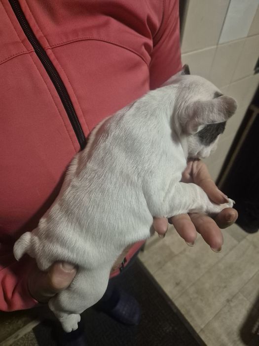 Френски Булдочета